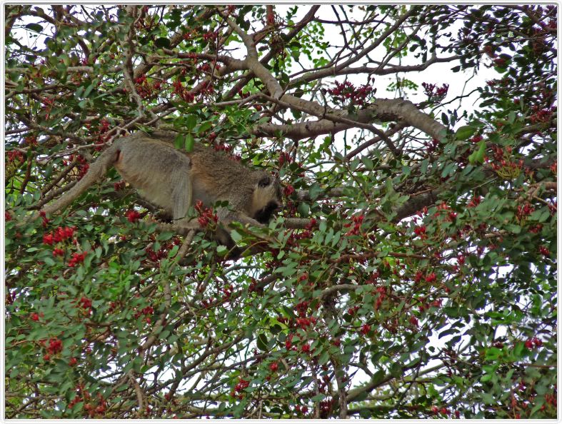 Singe Vervet