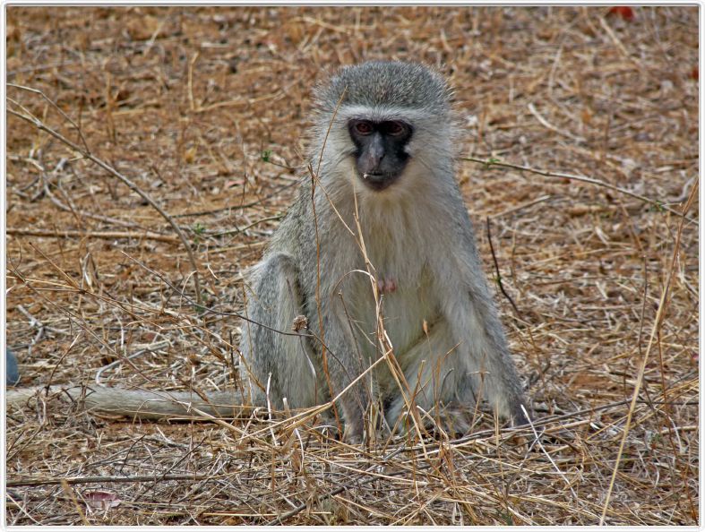 Singe Vervet