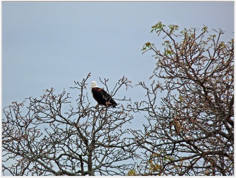 Aigle Pêcheur