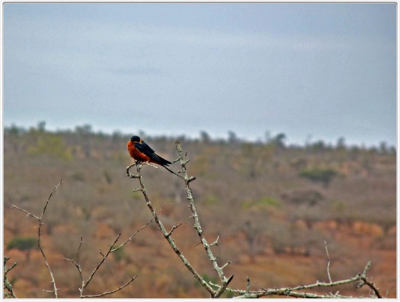 Oiseau inconnu