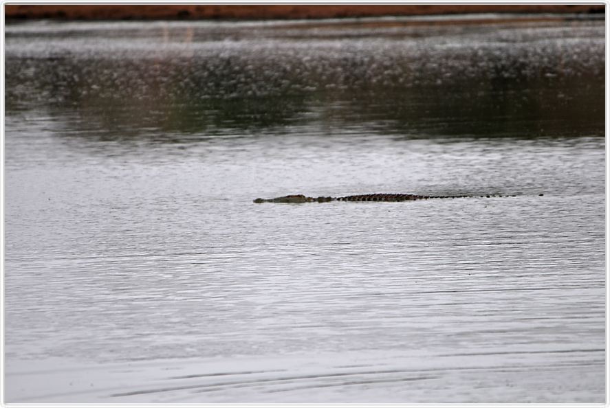 Crocodile