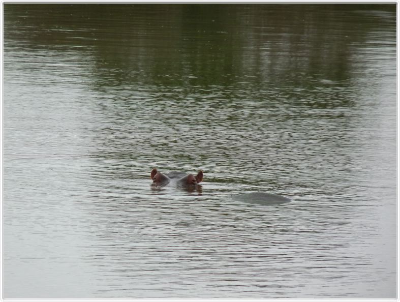 Hippopotame