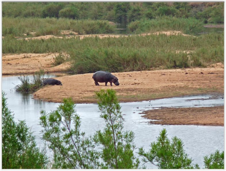 Hippopotames
