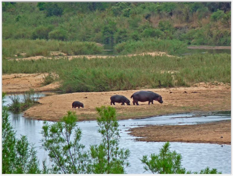 Hippopotames