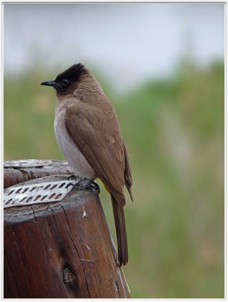 Pycnonotus tricolore (bulbul tricolore)