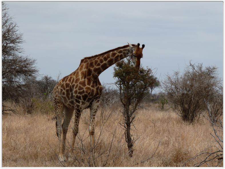 Girafe