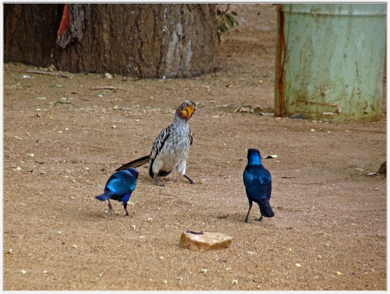 Choucadors à oreillons bleus - Calao leucomèle