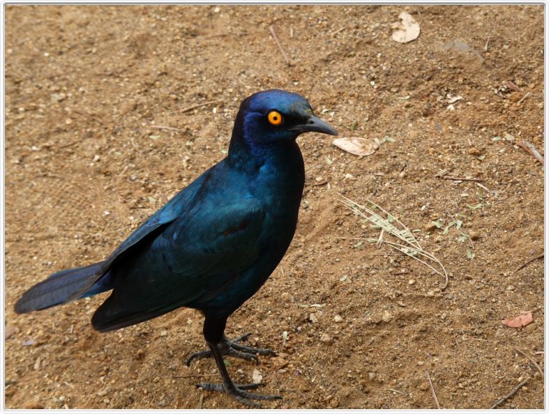 Choucador à oreillons bleus - Merle métallique