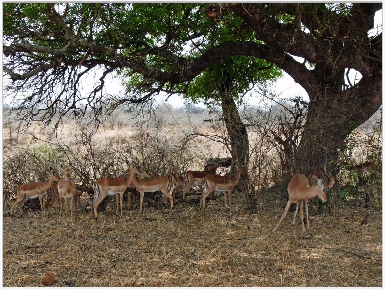 Impalas
