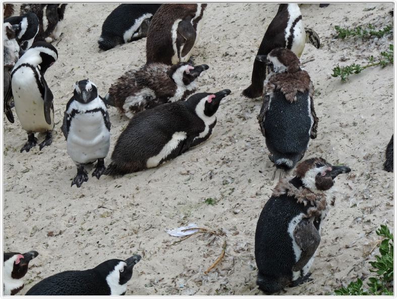 Manchots du Cap à Boulders Beach