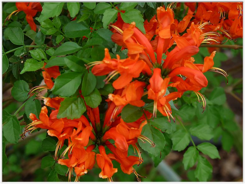 Tecoma capensis