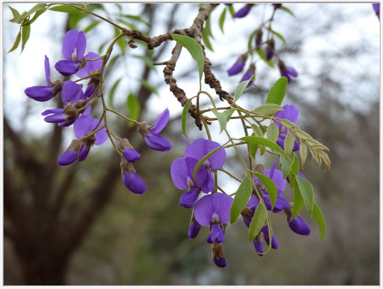 Bolusanthus speciosus