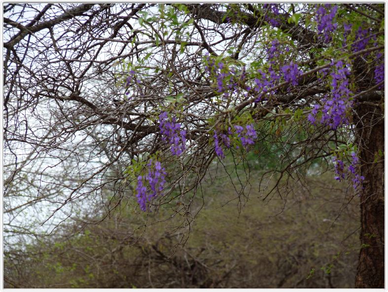 Bolusanthus speciosus