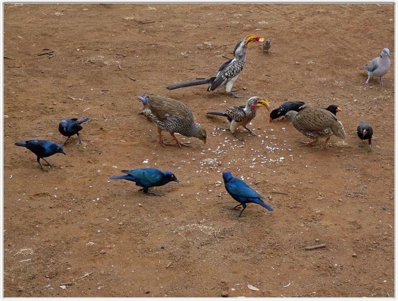Calaos et Choucadors