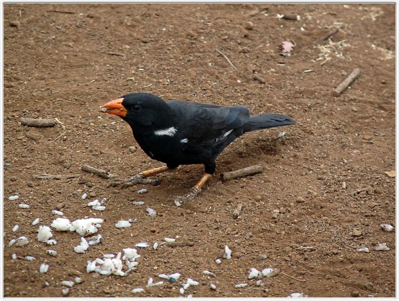 Oiseau au bec orange (?)