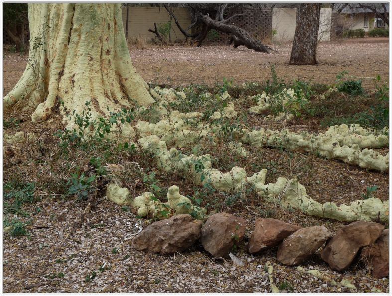 Une des 1500 variétés d'Acacias ?