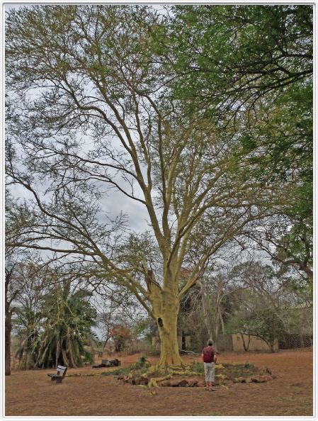 Une des 1500 variétés d'Acacias ?