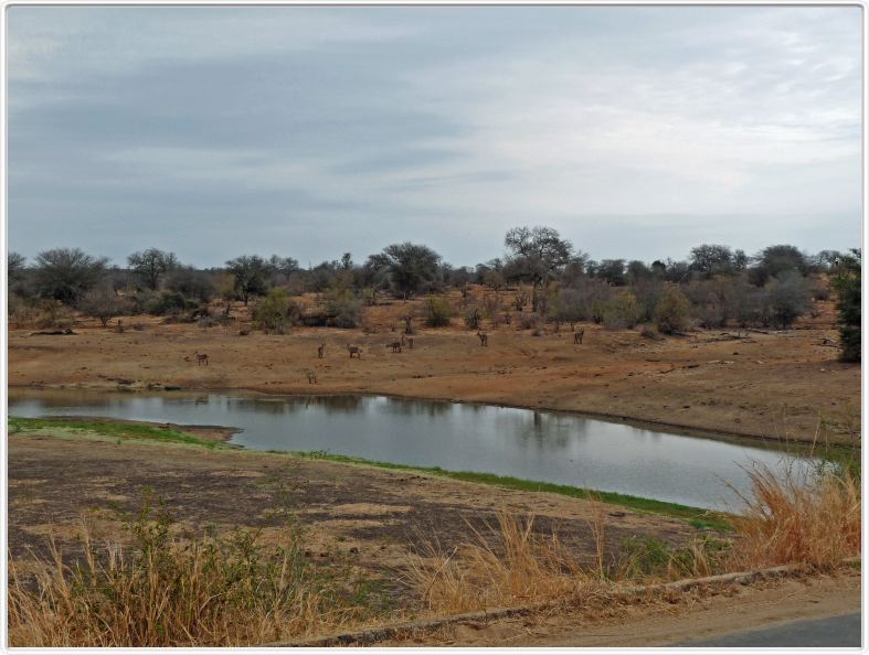 Cobes au bord du point d'eau (Kruger)