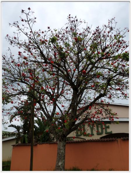 Arbre corail - Erythrina caffra