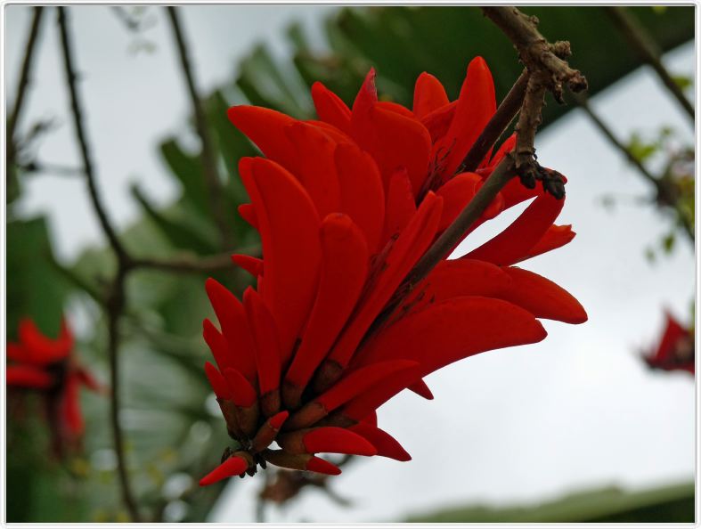 Arbre corail - Erythrina caffra