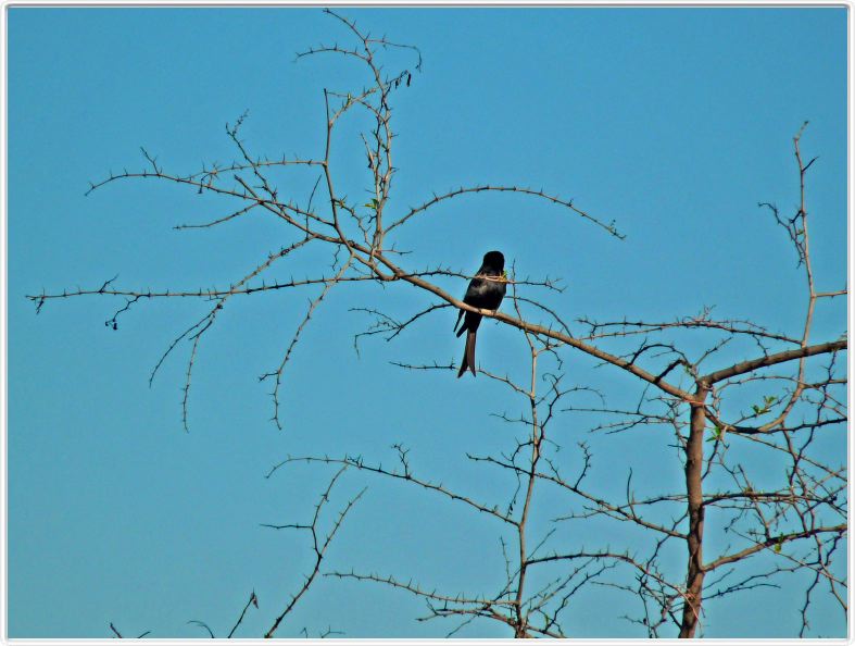 Drongo