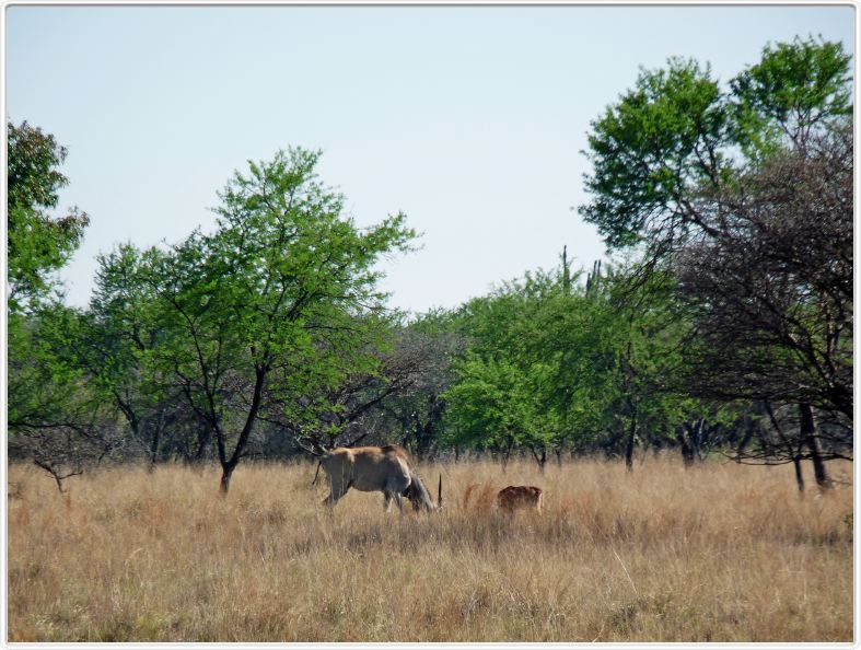 Eland du Cap et son petit