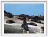 Otaries de Duiker Island