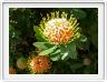 Leucospermum conocarpodendron