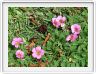Oxalis  