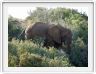 Addo Elephant Park