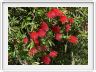 Calistemon laevis - fleur goupillon - rince bouteille