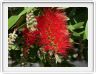 Calistemon laevis - fleur goupillon - rince bouteille