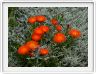 Lampranthus aureus
