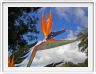 Oiseau de Paradis (Strelizia)