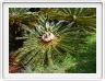 Encephalartos friderici