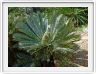 Encephalartos princeps