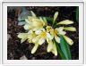 Clivia miniata citrina