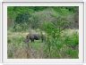 Réserve  d'Hlhuhluwe -Imfolozi - Rhinocéros
