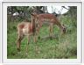 Impalas