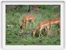 Impalas mâle et femelles