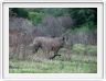 Rhinocéros