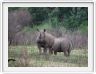 Rhinocéros