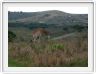 Girafes