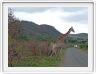 Girafes