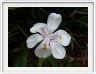Iris du Cap, Iris d'Afrique (Dietes iridoides)