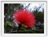 Jambosier rouge (Syzygium malaccense)