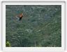 Red-winged starling (Rufipenne morio)