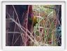 Mlilwane (Swaziland) - Pic Olive