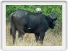 Parc Kruger - Buffle