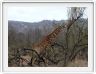Parc Kruger - Girafe